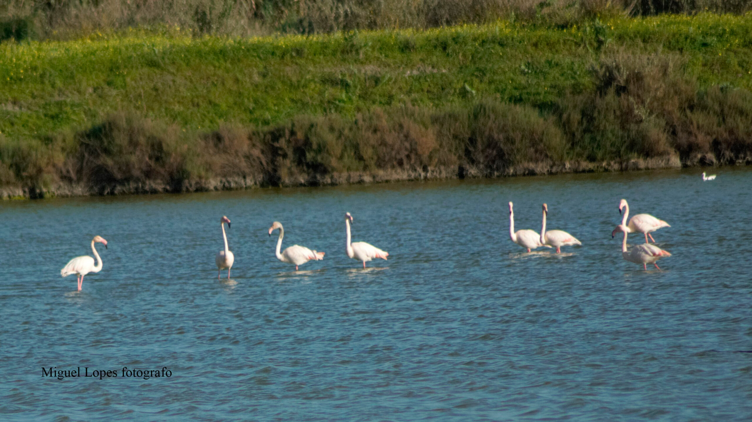 Flamingos Portugal