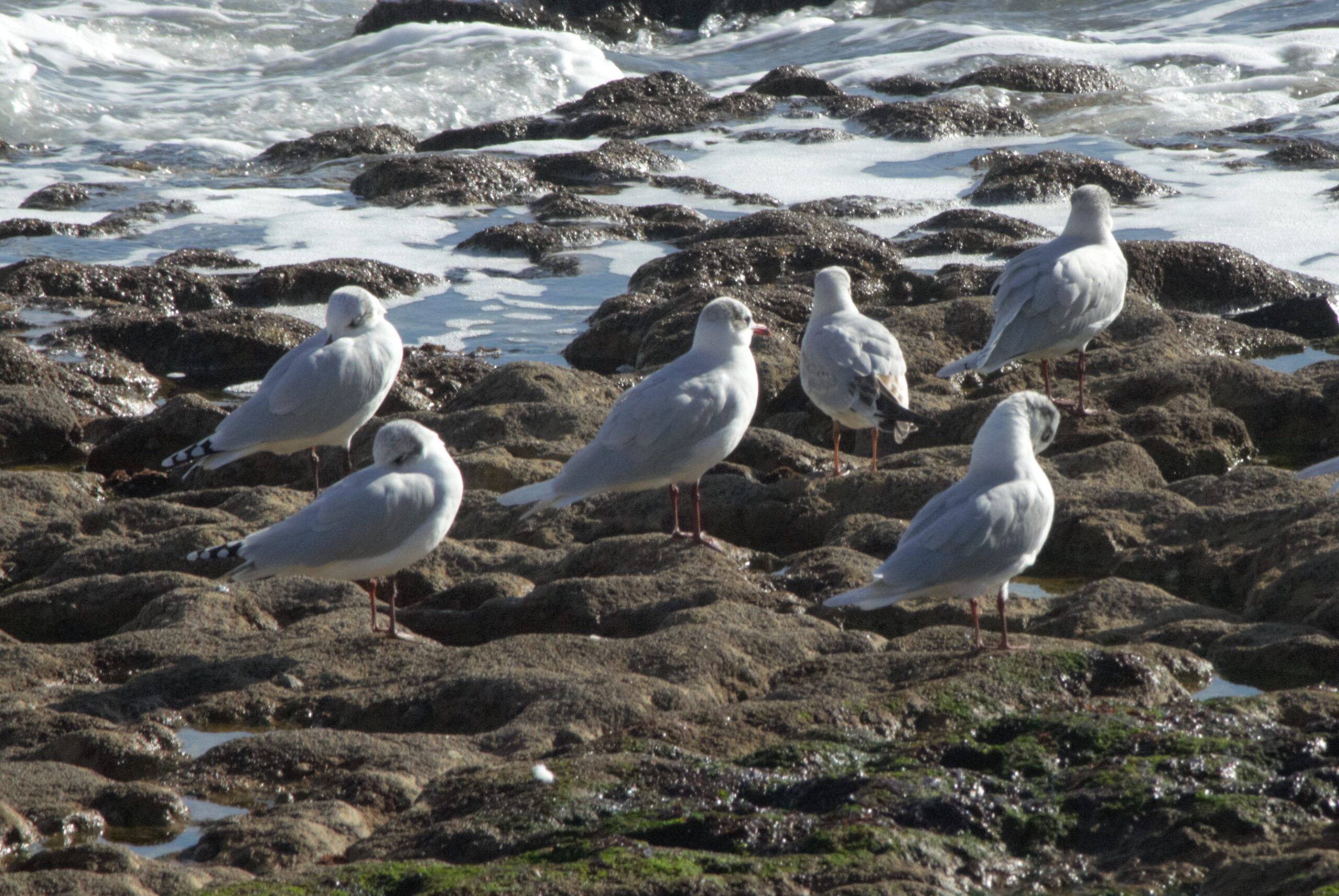 Gaivota riscada