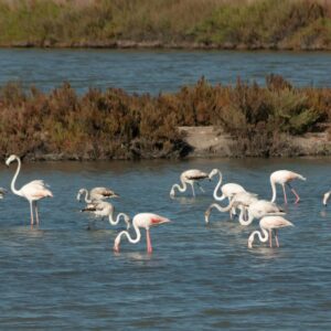 Bando de Flamingos comum