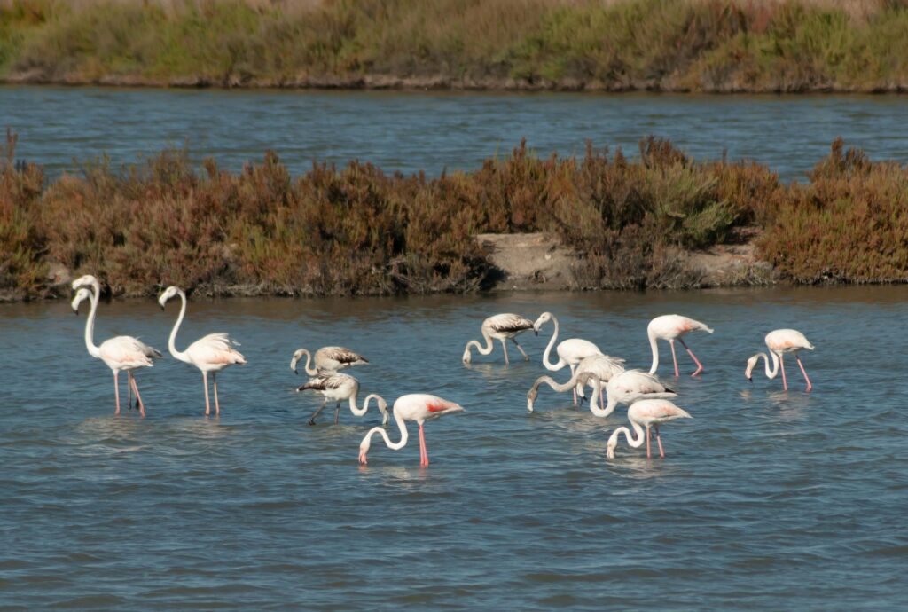 Flamingos estuário do Sado