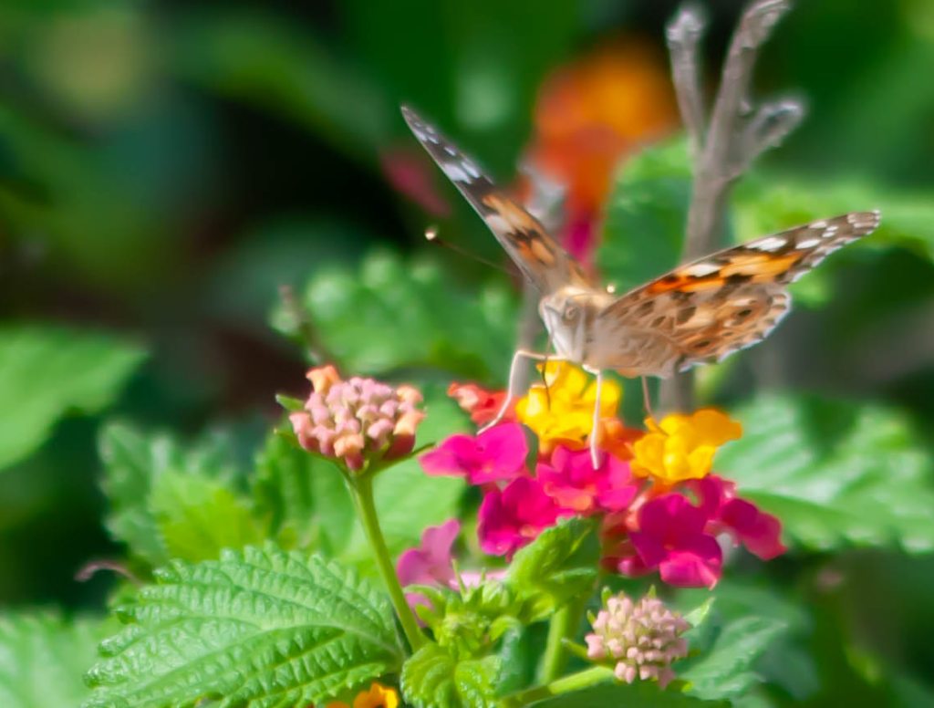 Borboleta bela - dama