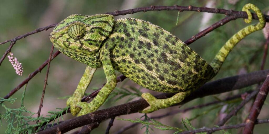 Camaleão Chamaeleonidae