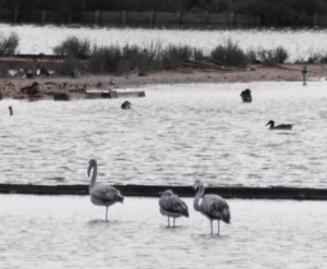 Paisagem com flamingos 