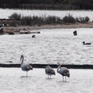 Paisagem com flamingos