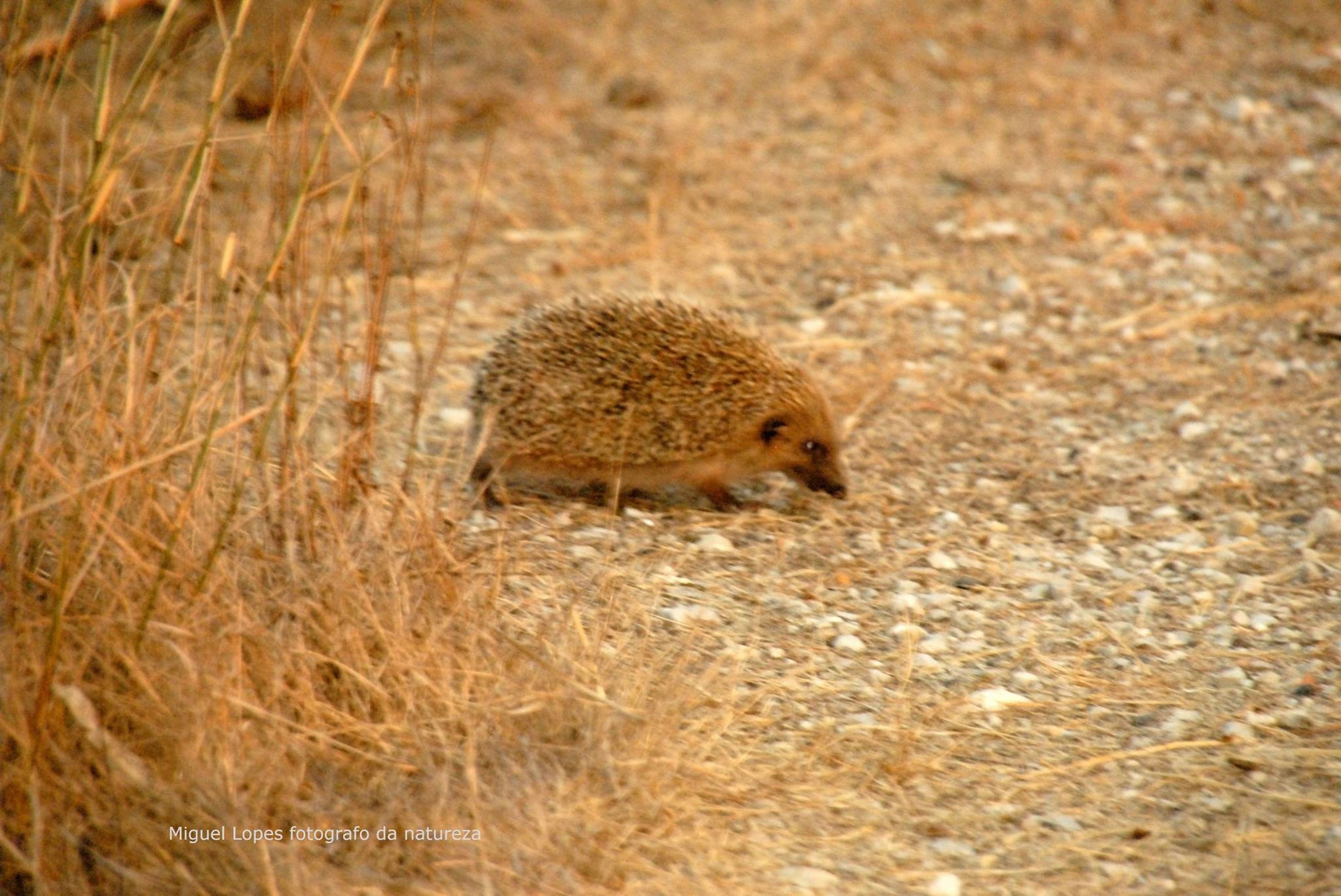 Ouriço-cacheiro Erinaceus europeus